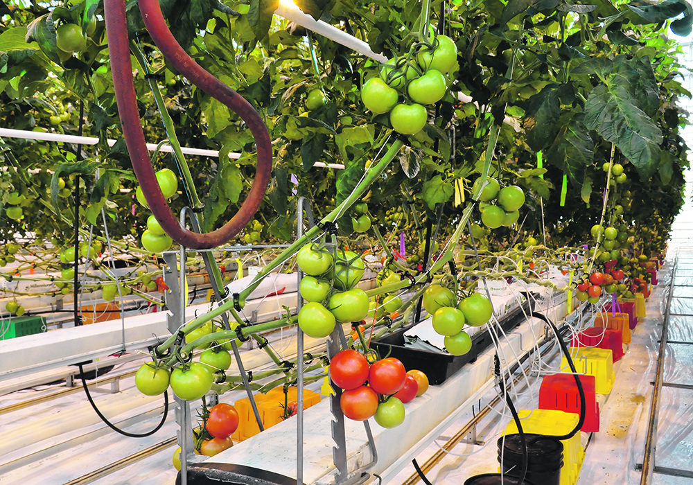 Beefsteak tomatoes hanging on the vine inside a greenhouse.