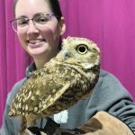 Close-up of a burrowing owl named, "Bindi," perched on the gloved hand/arm of her handler at the Royal Manitoba Winter Fair.