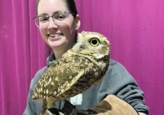 Close-up of a burrowing owl named, "Bindi," perched on the gloved hand/arm of her handler at the Royal Manitoba Winter Fair.