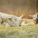 A mother lamb sleeping with two babies on straw bedding in an indoor pen.