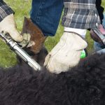 Close-up of a cow being vaccinated.
