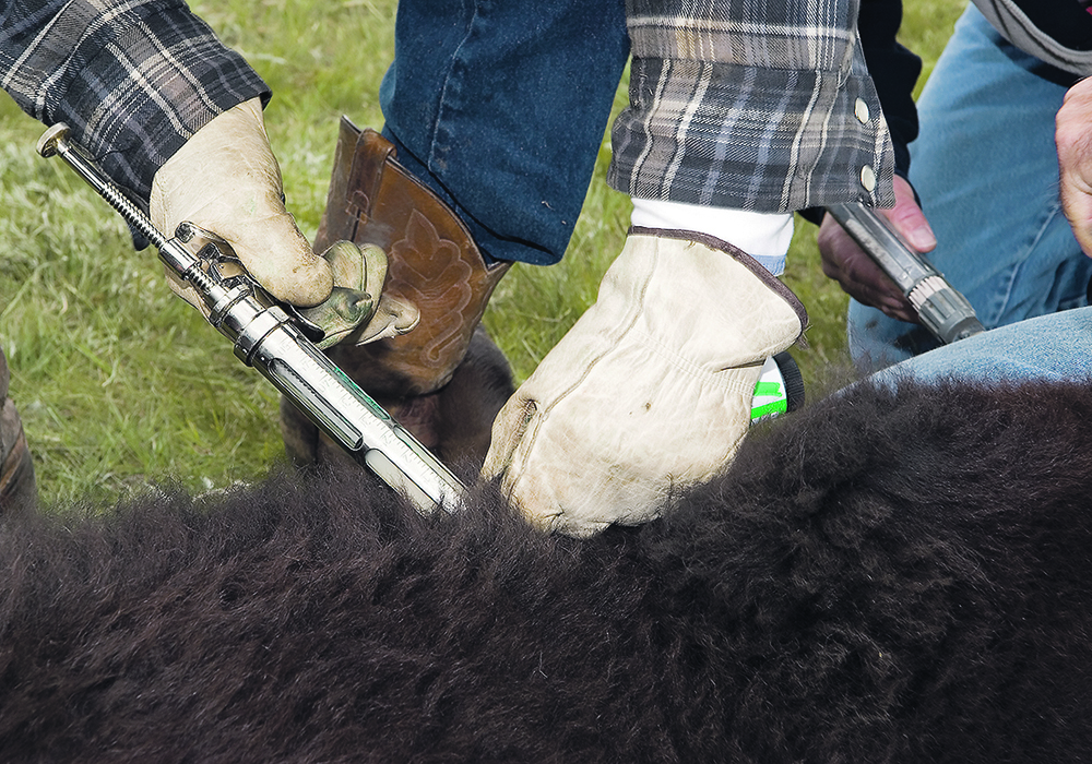 Close-up of a cow being vaccinated.