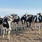 A dozen or more Holstein dairy cattle standing in an outdoor pasture, staring at and close to the photographer.