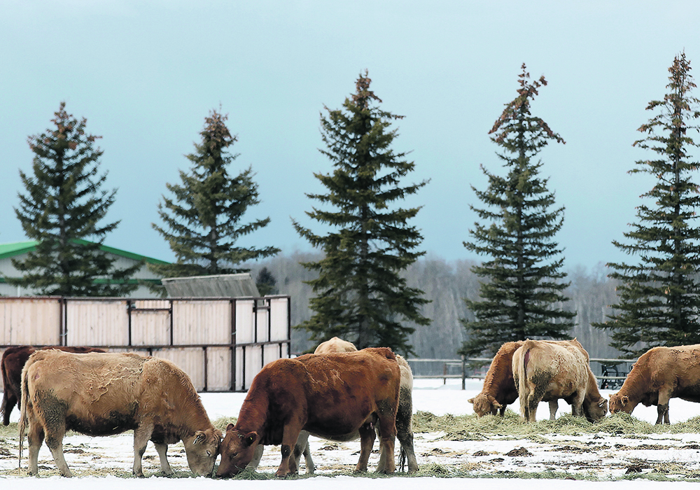 Cattle grazing on hay on snow-covered ground in a corral, with pine trees and a post and rail fence in the background.