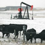 Cattle are in a snowy field in the foreground with an oil field pumpjack in the background.