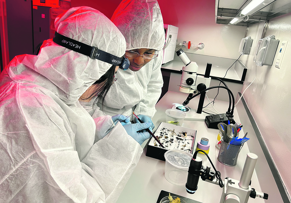 Research technicians wearing white paper suits to preserve cleanliness in the lab look at a pea aphid.