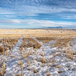 There are steps grain growers can take to increase water availability, says researcher and long-time wheat breeder Ron DePauw. It starts with managing stubble and conserving moisture resources, including winter snowfall. | Getty Images