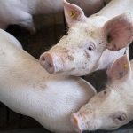 Pigs in a pen with ear tags.