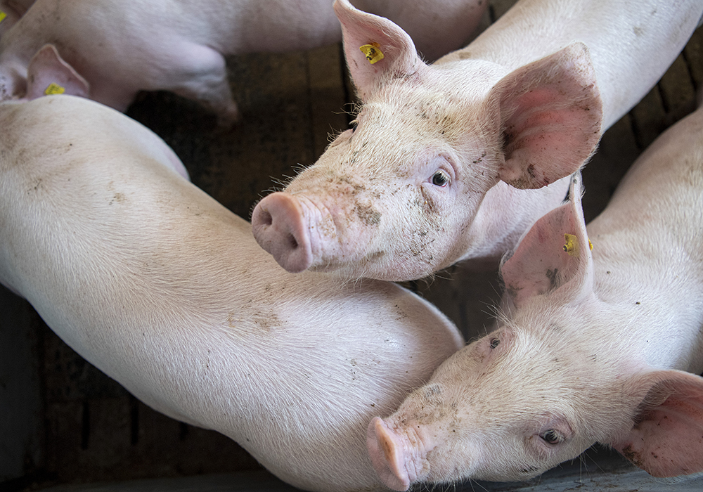 Pigs in a pen with ear tags.