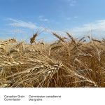 A screencap from the Canadian Grain Commission’s webpage featuring a mature wheat crop.