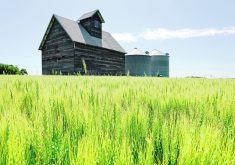 Green spring wheat in the foreground with an old farmhouse and a couple round, steel granaries in the background.