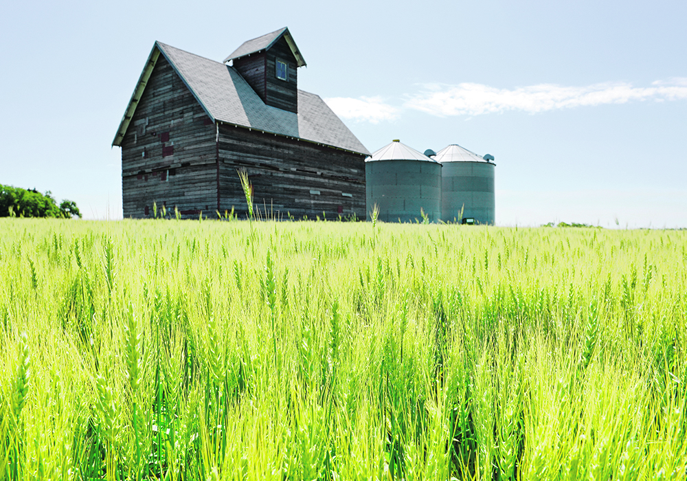 Green spring wheat in the foreground with an old farmhouse and a couple round, steel granaries in the background.