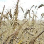 Ripe wheat.