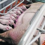 Piglets suckling from a sow.