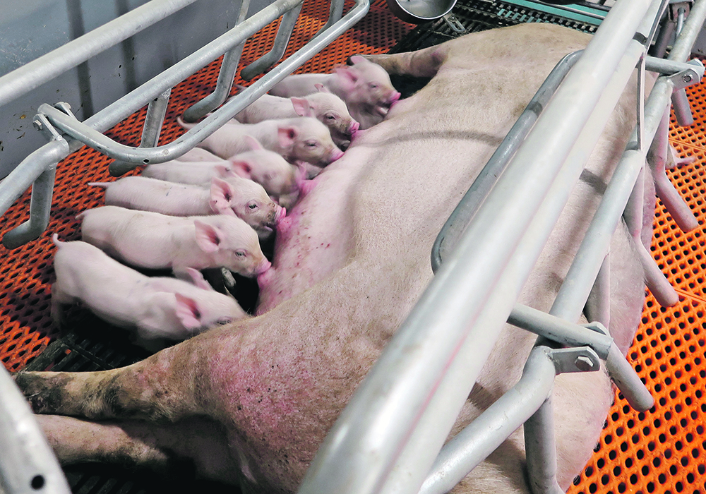 Piglets suckling from a sow.
