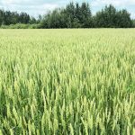 A lush, green stand of wheat with bush in the background.