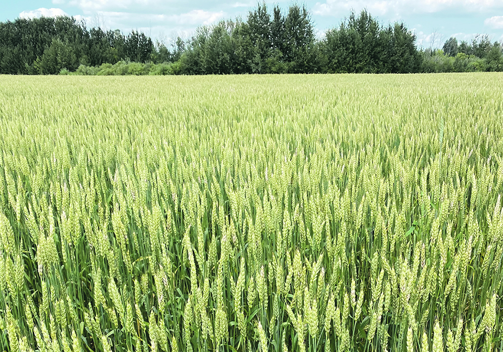 A lush, green stand of wheat with bush in the background.