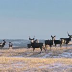 A herd of deer stare nervously toward the camera in the midst of a stubble field with some snow.
