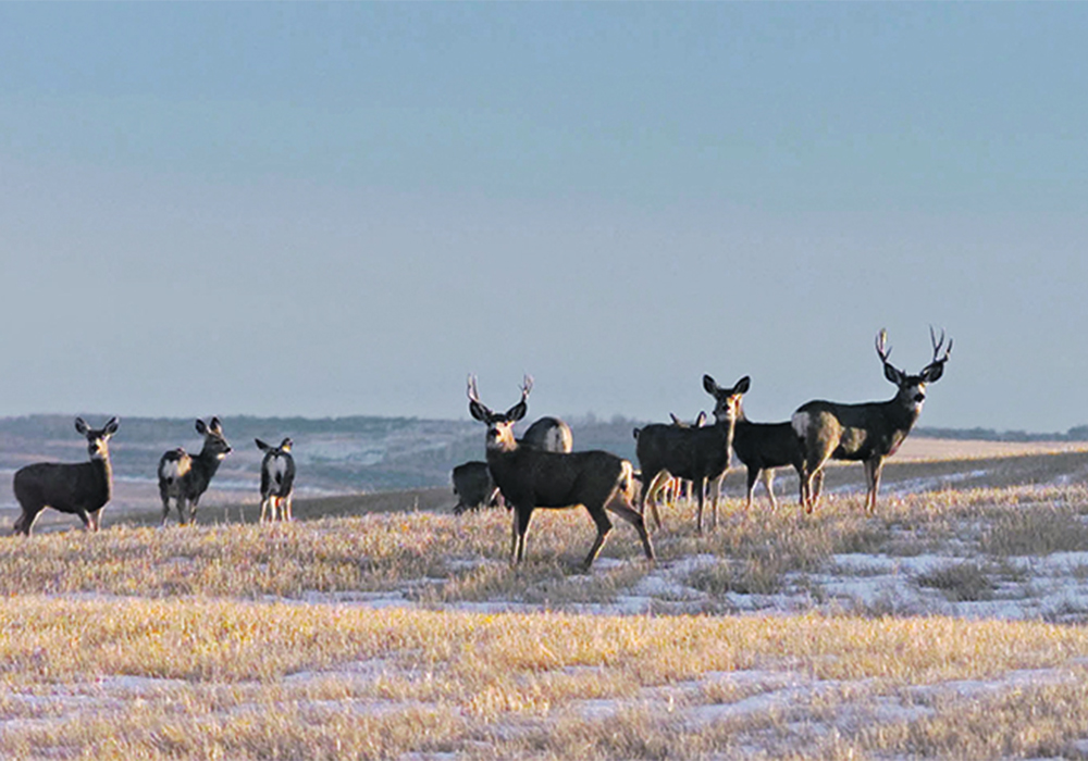 A herd of deer stare nervously toward the camera in the midst of a stubble field with some snow.
