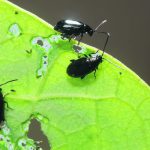 Three flea beetles on a leaf, the leaf has obvious damage due to the beetles.