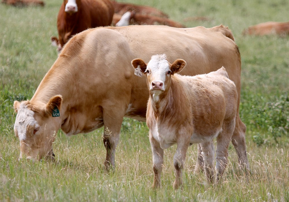 Cattle in a pasture, a cow with her calf graze in the foregound.