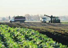 Sugar beets being harvested in Alberta.