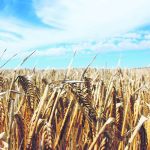 A crop of barley shot from crop height with blue sky and a few clouds visible in the background.