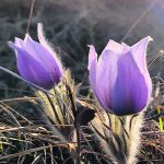 Close-up of a pair of purple crocuses about to bloom in the grass.