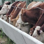Cattle eating from a concrete trough at a feedlot.