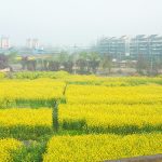 Large plots of yellow rapeseed in bloom in China next to a city or town.