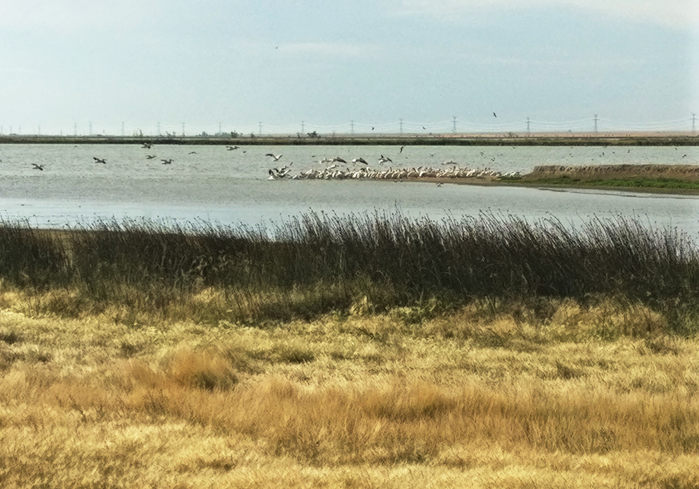 Pelicans taking off and landing on the marsh land surrounding Frank Lake in Alberta.