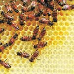 Honeybees on a bright yellow honeycomb.