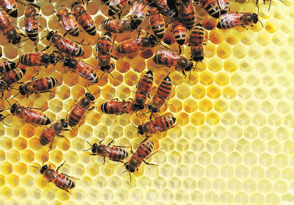 Honeybees on a bright yellow honeycomb.