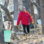 A man walks among maple trees, each of which has a pail on its trunk collecting sap.