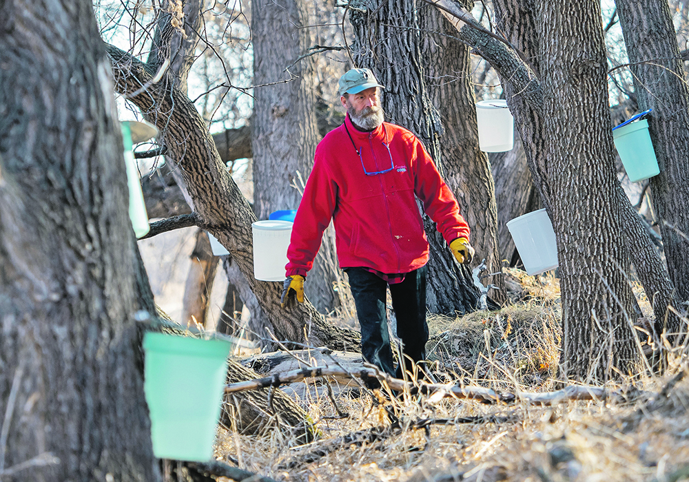 A man walks among maple trees, each of which has a pail on its trunk collecting sap.