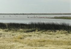 Ducks and geese, some taking flight, in a marsh in Alberta.