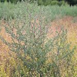 Close-up of a large kochia plant.