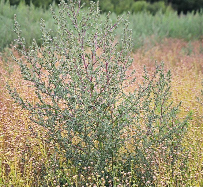 Group 14resistant kochia found in central Sask. The Western Producer