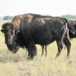Close-up of a bison from the side, the bison is looking at the camera while standing in a pasture. Other bison are in the background.