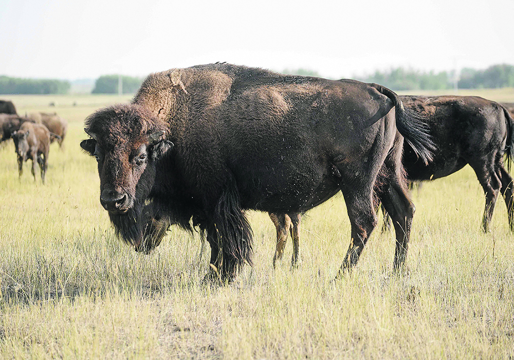 Close-up of a bison from the side, the bison is looking at the camera while standing in a pasture. Other bison are in the background.
