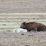 A recent research project found that herds with smaller cows had lower cash and feed costs. | Wendy Dudley photo