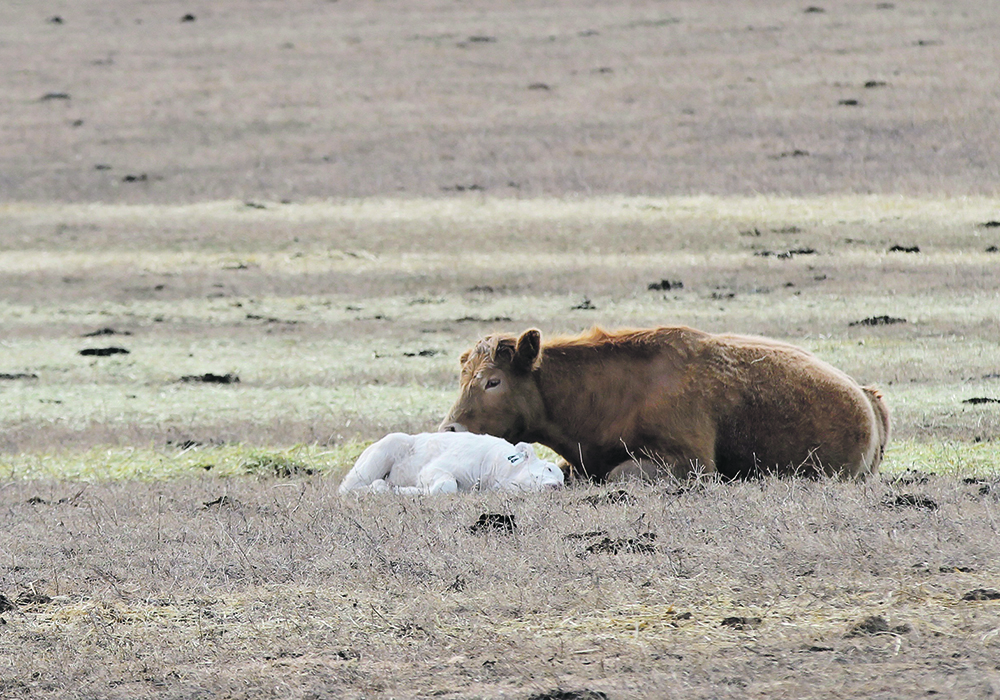 A recent research project found that herds with smaller cows had lower cash and feed costs.  |  Wendy Dudley photo
