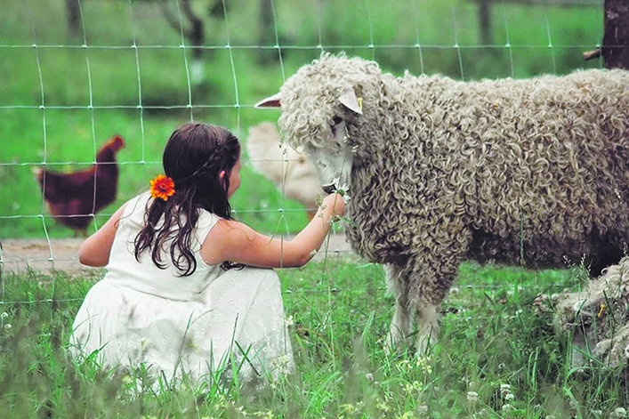 A young girl feeds a Lincoln Longwool sheep though a page wire fence.