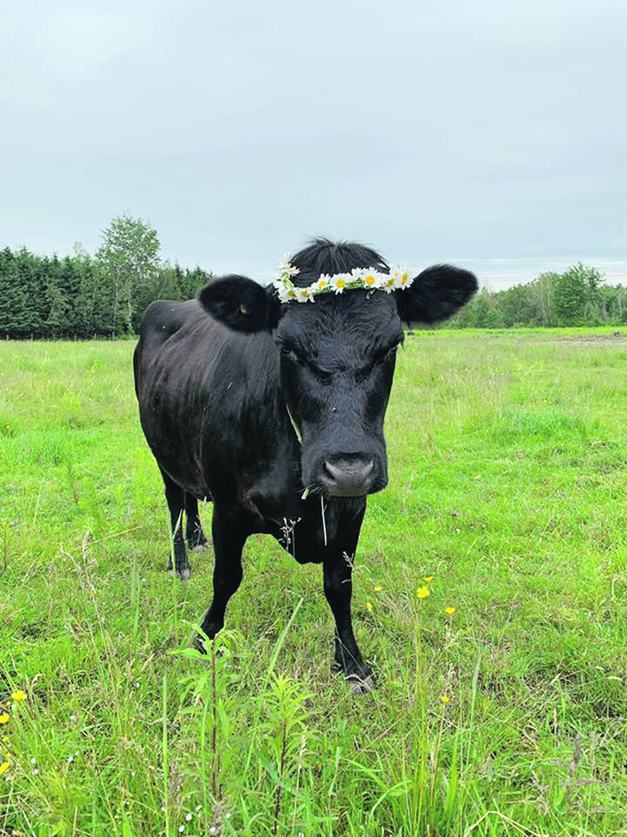 A black Kerry cow standing on green grass with a wreath of flowers on its head.