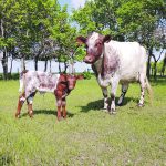 A Milking Dairy Shorthorn cow and calf standing on green grass.