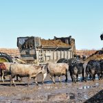 Corrals being cleaned with a track hoe, with a tractor pulling a manure spreader and some cattle in the foreground.