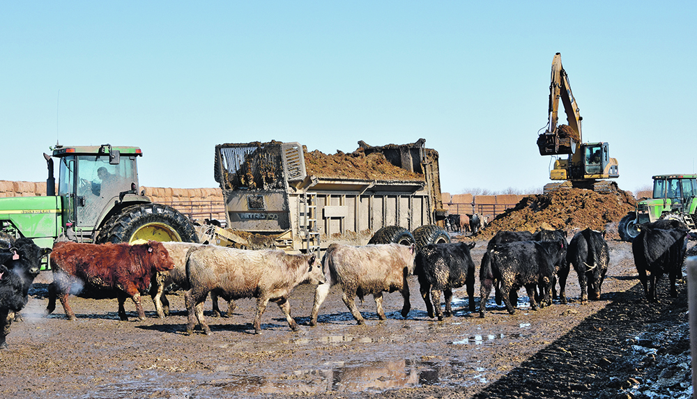 Corrals being cleaned with a track hoe, with a tractor pulling a manure spreader and some cattle in the foreground.