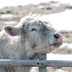 A cow scratching its chin on a fence post, on a post and rail fence.