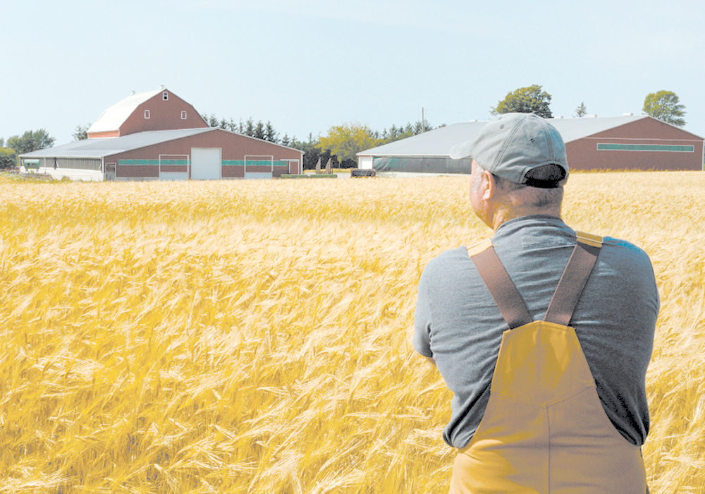 An older farmer standing in his field looking back at his farmyard.
