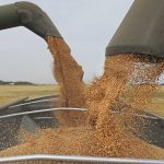 Combines on either side of a grain truck unload wheat seed from their hoppers into the truck using their augers.